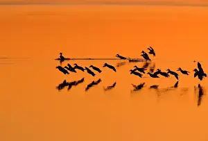 Teal: Green-winged Teal - ducks in flight landing on lagoon