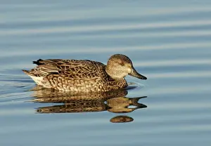 Crecca: Green-winged Teal - female