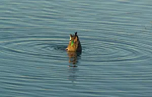 Teals: Green-winged Teal - female, feeding on submerged seeds