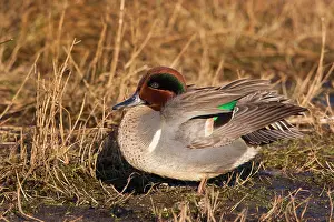 George: Green-winged teal, George C. Reifel Migratory