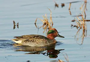 Crecca: Green-winged Teal - male