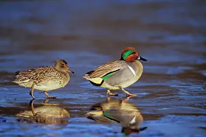 Teals: Green-winged Teal - pair