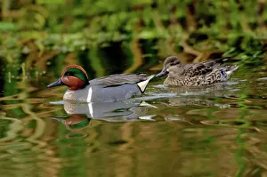 Teal: Green-winged Teal pair