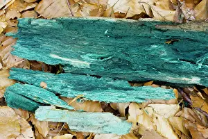 Stains: Green Wood Cup - mycelium stains the wood green-blue