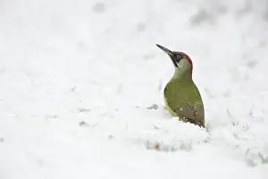 Picus: Green Woodpecker