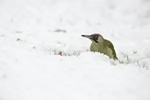 Picus: Green Woodpecker