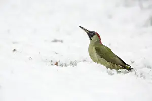 Picus: Green Woodpecker