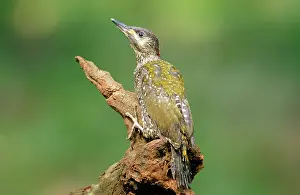 Picus: Green Woodpecker
