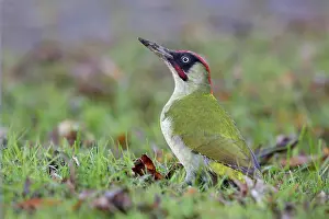 Picus: Green Woodpecker