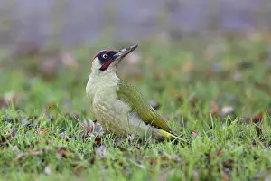 Viridis: Green Woodpecker