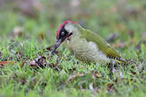 Viridis: Green Woodpecker