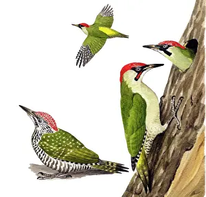 Viridis: Green Woodpecker