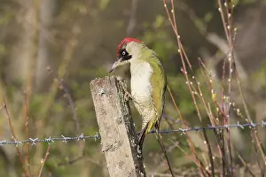 Viridis: Green Woodpecker adult female perched on post Sweden