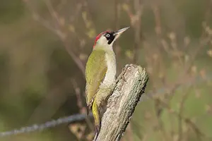 Viridis: Green Woodpecker adult female perched on post Sweden