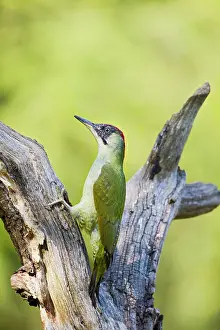 Picus: Green Woodpecker - on dead tree