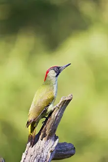 Picus: Green Woodpecker - on dead tree