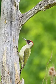 Picus: Green Woodpecker - feeding on dead tree