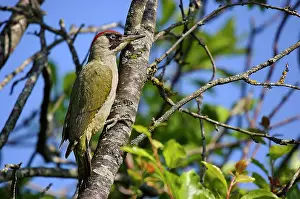 Picus: Green Woodpecker female on a branch of Cherry -