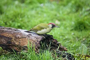 Rotting: Green Woodpecker - Female feeding on rotting log