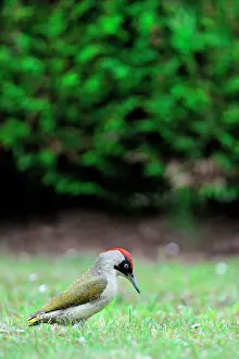 Picus: Green Woodpecker female looking for food in a garden