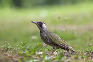 Picus: Green Woodpecker, female searching for ants