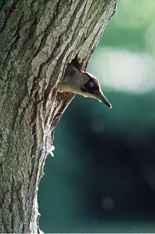 Peering: GREEN WOODPECKER - head peering out from hole