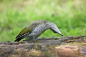 Rotting: Green Woodpecker - juvenile probing with its tongue
