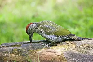 Rotting: Green Woodpecker - juvenile probing with its tongue