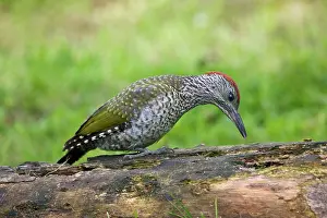Rotting: Green Woodpecker - juvenile probing with its tongue