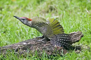Rotting: Green Woodpecker - juvenile stretching its wings