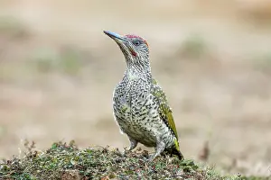 Speckled: Green Woodpecker - Juvenile - UK