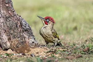 Raised: Green Woodpecker - Male - Crown Raised - UK