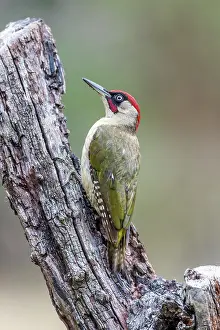 Moulting: Green Woodpecker - Male - In Moult - UK