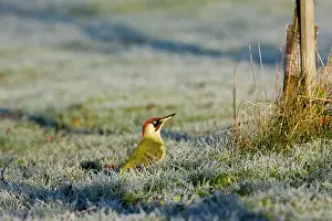 Picus: Green Woodpecker - male perched on frost covered