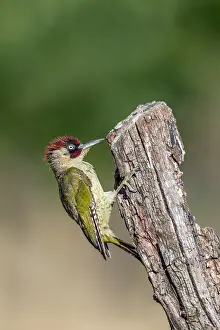 Raised: Green Woodpecker - Male - Tree Stump - UK
