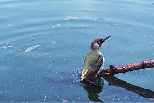 Cleaning: GREEN WOODPECKER - male, on water