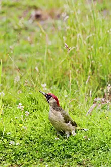 Picus: Green Woodpecker - in meadow