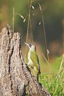 Picus: Green Woodpecker - on old stump