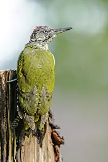 Picus: Green Woodpecker (Picus viridis) hanging on a branch