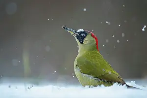 Snowflakes: Green Woodpecker (Picus viridis) looking for ants
