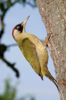 Viridis: Green Woodpecker (picus viridis) on Tree Trunk, Normandy