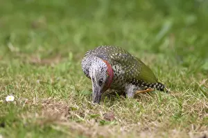 Picus: Green Woodpecker young searching for ants on garden lawn