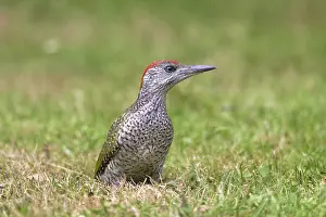 Picus: Green Woodpecker young searching for ants on garden lawn