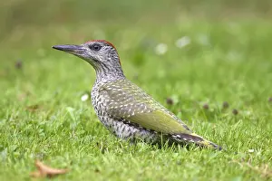 Picus: Green Woodpecker young searching for ants on garden lawn