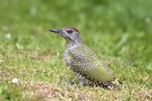 Viridis: Green Woodpecker young searching for ants on garden lawn