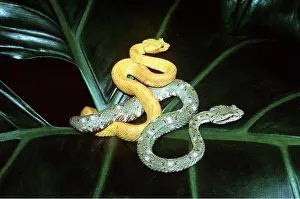 Coiled: Green and Yellow Eyelash Vipers