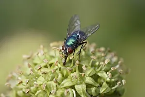 Blow: Greenbottle - feeding on ivy - blow-fly