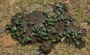 Manure: Greenbottle Flies on cow dung Drakensberg Mountains