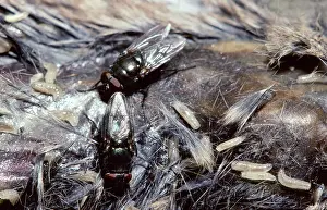 Blowflies: Greenbottle Flies and Maggots