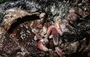 Carrion: Greenbottle Flies and Maggots on Carrion